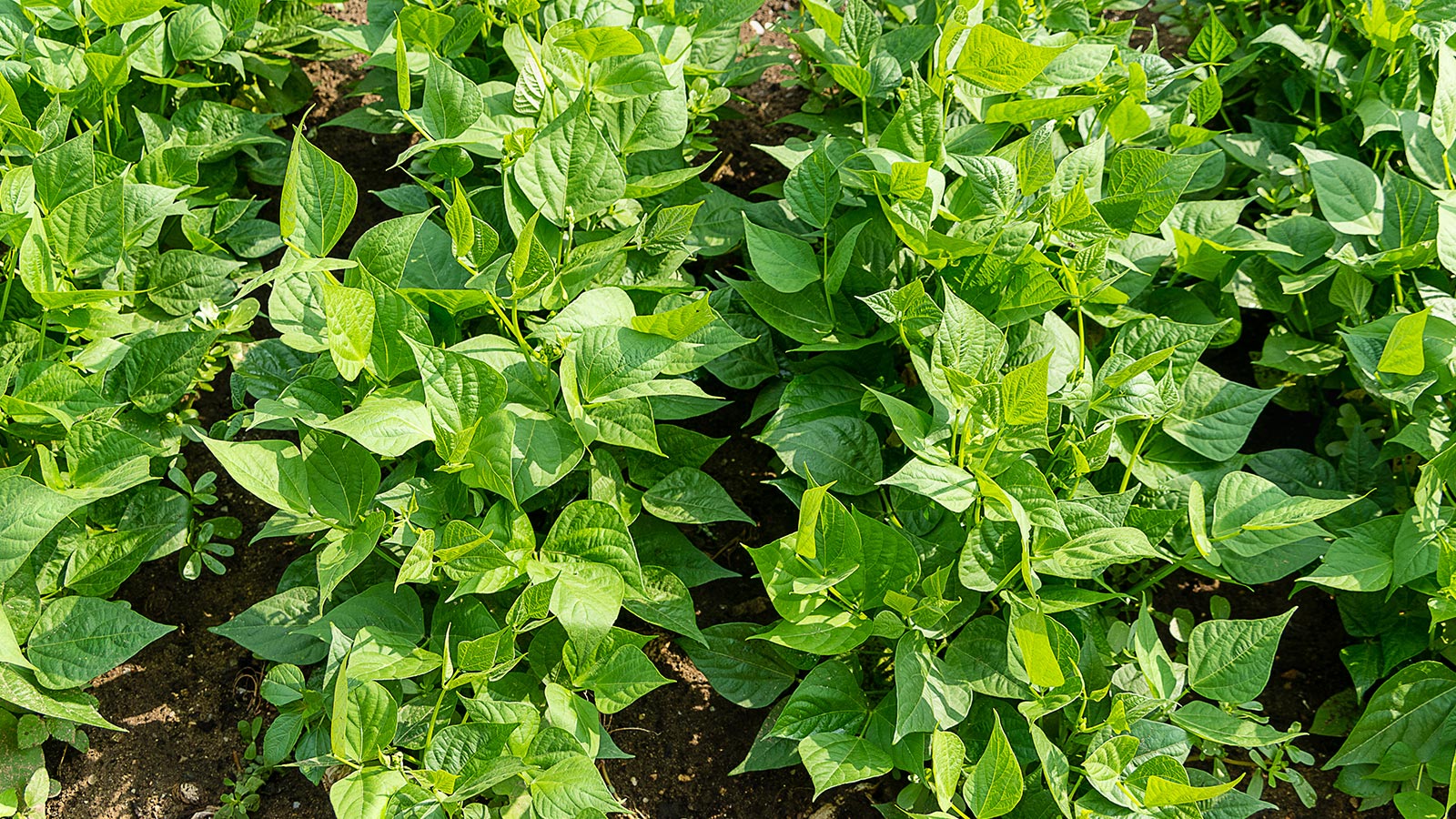 Cosecha de maíz ecológico